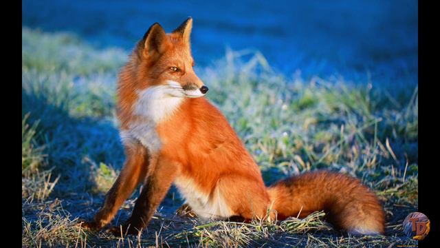 Сторожевой пёс. Глава 10 (аудиокнига) смотреть онлайн