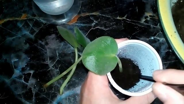 Фиалки листом с корнями. Как сажать. смотреть онлайн