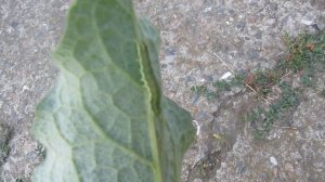 ЗЕЛЕНАЯ ГУСЕНИЦА НОЧНОЙ БАБОЧКИ СОВКА. В Мире животных.  Никита Нюняев Одесса Сентябрь 2017