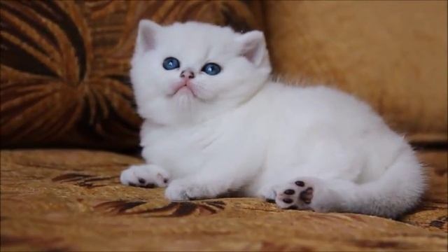 Нежная кошечка - серебристая шиншилла