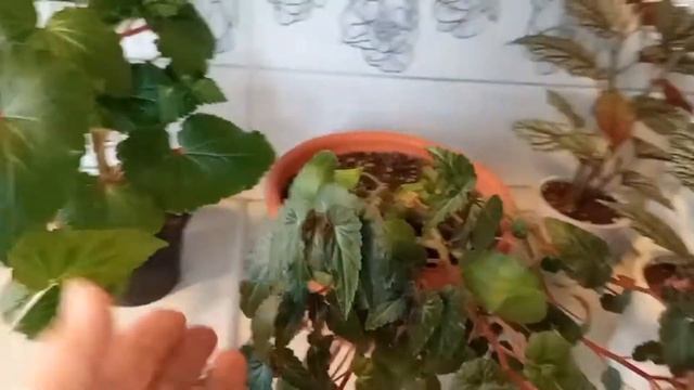 Советы по выращиванию бегоний дома. Виды и особенности ухода смотреть онлайн