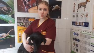 ПИРОПЛАЗМОЗ у Собак - Симптомы, Признаки и Лечение. Советы ветеринарного врача.