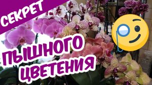 СЕКРЕТ ПЫШНОГО ЦВЕТЕНИЯ ОРХИДЕЙ ? Как продлить, усилить цветение орхидей Чем стимулировать цветение