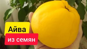 ⚫ Айва из семян | Можно ли вырастить из магазинной айвы дерево?