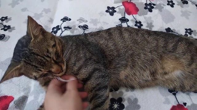 #кот #первыйгод  ,Тимошке 1 год смотреть онлайн