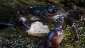 Черноморские крабы южного берега Крыма, крабы едят хлеб. Crimea Russia.