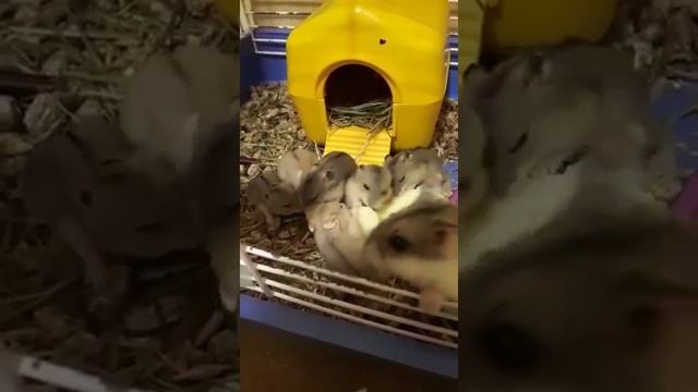 Джунгарский хомяк и джунгарики смотреть онлайн