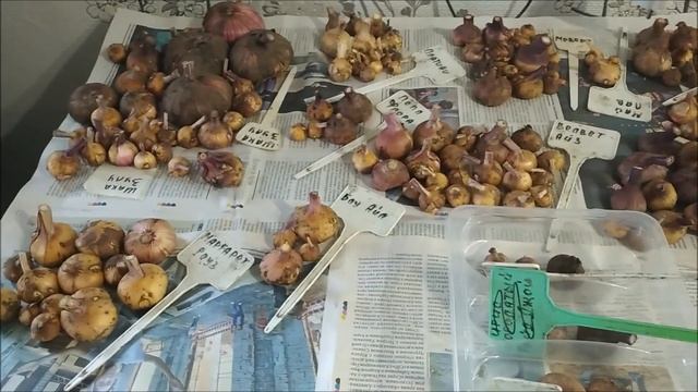 Обрабатываю гладиолусы марганцовкой, пытаюсь запенить с улицы брус//Наталья Харитонова смотреть онлайн