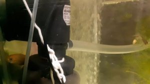 Карпы кои в аквариуме 33 день что случилось с рыбкой? Что это значит?