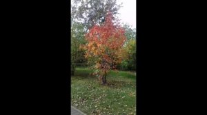 Краски осени под шум листвы