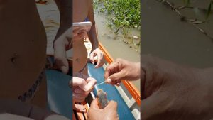 Пираньи на Амазонке. Amazon piranhas cut.