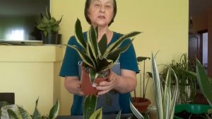 Пересадка деток ,разговор о сансевиериях .