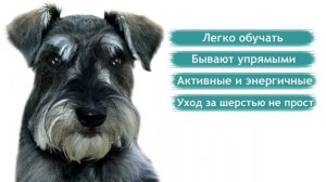 Цвергшнауцер - породы собак.