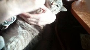 Как дать кошке таблетку.  Лечение мочекаменной болезни у кошки. Стоп цистит таблетки для кошек.