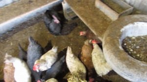 9 # Собираем яйца ...гнезда кур..