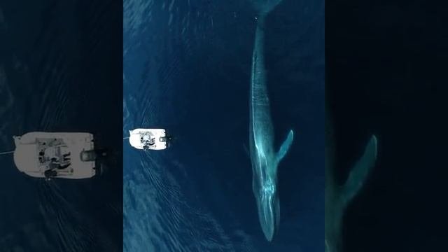 Надеюсь увижу их в жизни когда нибудь #shorts