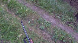 Охота на зайца с биглем 210923