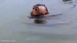 СПАСЕНИЕ ОБЕЗЬЯНОК