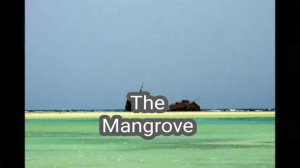 Sharm El Sheikh Excursions The Mangrove Forests -Экскурсии по Шарм-Эль-Шейху