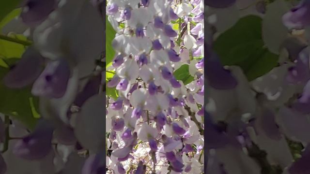 Глициния - сиреневое чудо 🤗💜🌿