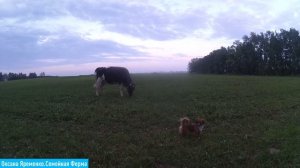 Содержание коров/ Выгульное или стойловое