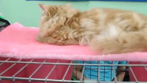 Выставка кошек в Минске 5