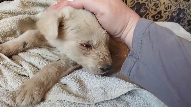 Спасение белого щенка смотреть онлайн