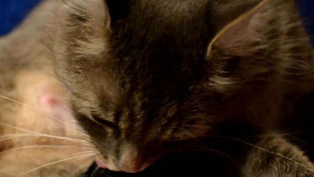 VLOG ∆ ШОК! МОЯ КОШКА РОЖАЕТ! ? смотреть онлайн