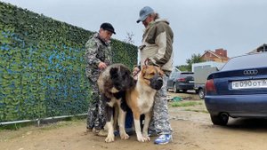 Вязка. Огонек(наша)*Мартын(Корлюков А.,«Алабай 62»).Бульдозера,Топаза линии.САО/алабай. +7915778778