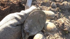 СТОЛЬКО СИГНАЛОВ НА СТАРОМ ПОЛЕ!!! Коп в Германии.