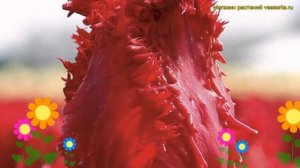 Тюльпан обыкновенный Барбадос. Краткий обзор, описание характеристик tulipa Barbados