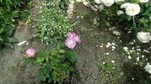 Розы флорибунда. Новые сорта роз , кто их вывел, где купила