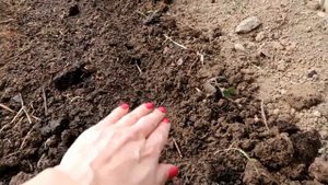Посев огурцов в открытый грунт.