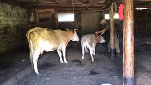 АЙРАН карачаево-балкарский. ГОТОВИТ ГОРЕЦ - Ayran