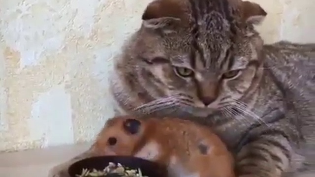 Дружба кота и хомяка