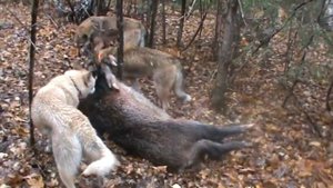 охота на кабана закрыли лицензию