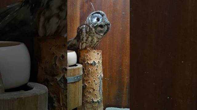 Мохноногий сыч  boreal owl