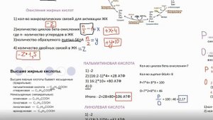 Расчет энергетической ценности и коэффициента Р/О при бета-окислении жирных кислот
