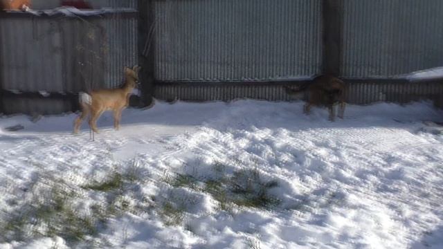Дикая косуля и собака. Друзья или враги? смотреть онлайн