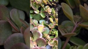 СЕДУМ TETRACTINUM “CORAL REEF”