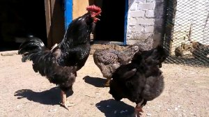 Мои курочки Плимутрок,Галан!