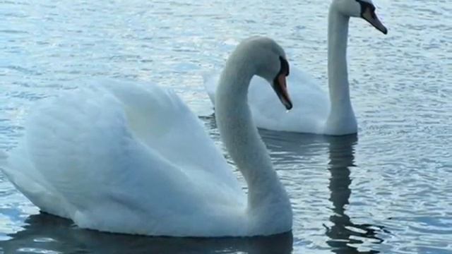 Лебединая верность смотреть онлайн