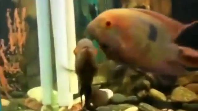 темпоралисы у кладки смотреть онлайн