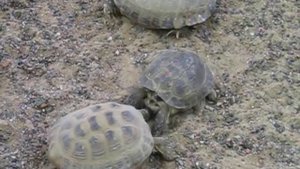 Брачный период черепах / turtle mating season