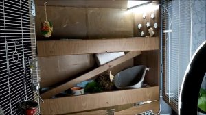 Сделали классный стеллаж для морских свинок.