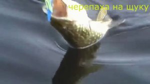ЩУКИ АТАКУЮТ РЫБАЛКА