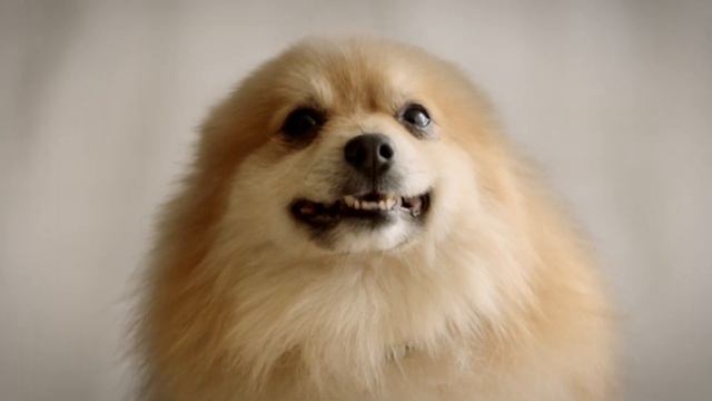 Dockers® | How To Get An Upgrade? смотреть онлайн