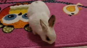 Декоративный карликовый кролик 3 месяца // Очень забавный? // Кролик минор