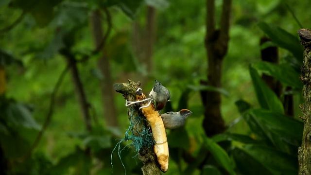 Lo Mimieux - Voyage a l'Ouest / Relaxing Piano Music / Piano For Stress Relief / epidemic sound смотреть онлайн