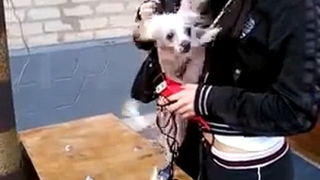 15,05,09 стрижка Николь смотреть онлайн